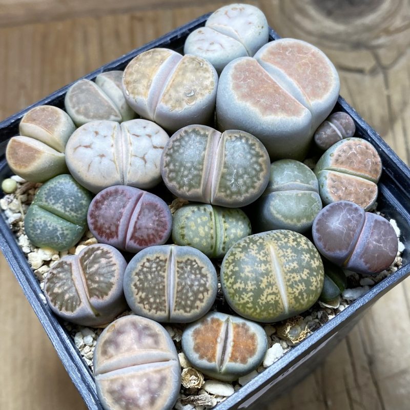 SH26259 Lithops mix