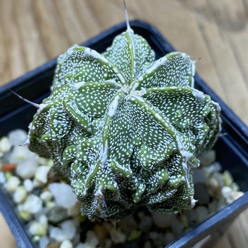 SH26277 Astrophytum myriostigma ‘Fukuryu’