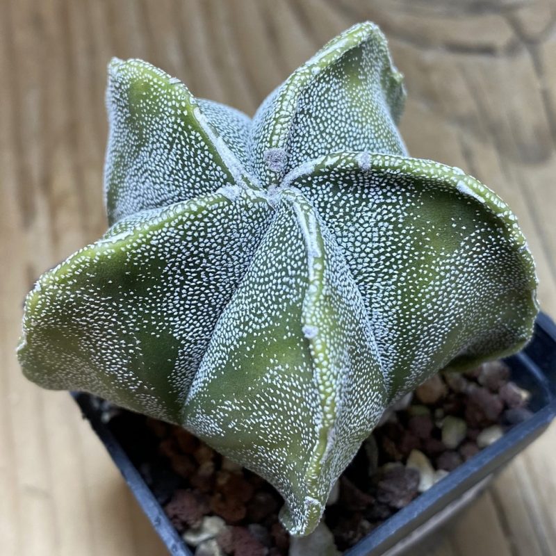 SH26278 Astrophytum myriostigma f. variegata?