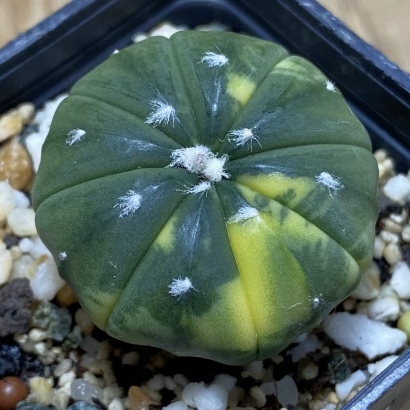 SH26280 Astrophytum asterias f. variegata