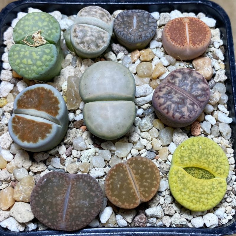 SH26260 Lithops mix