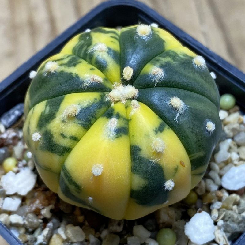 SH26282 Astrophytum asterias 'Ooibo' f. variegata