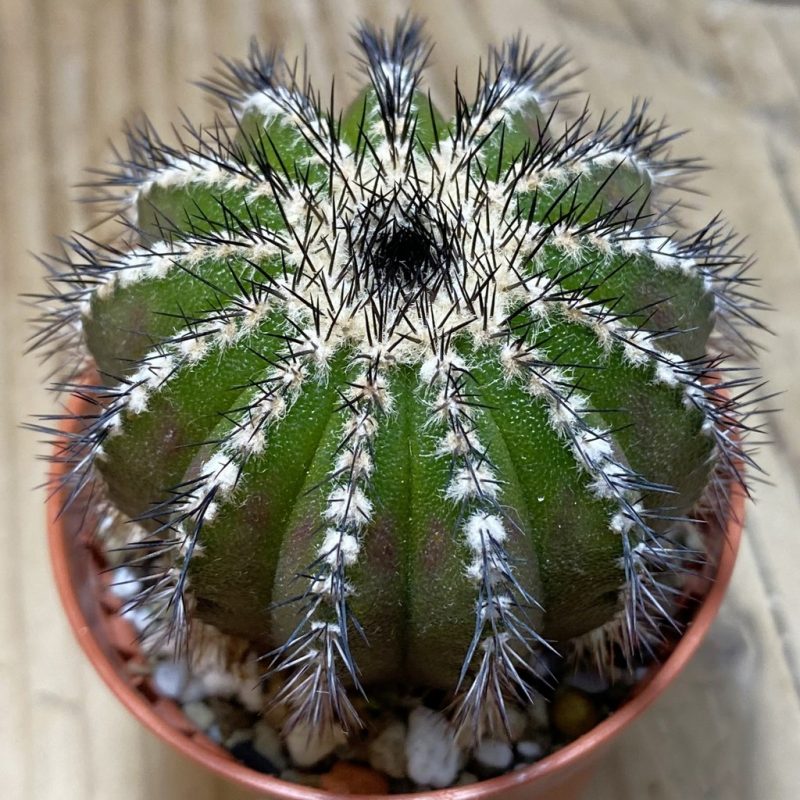 SH26284 Uebelmannia pectinifera