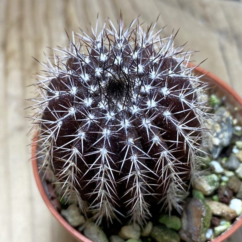 SH26285 Uebelmannia pectinifera