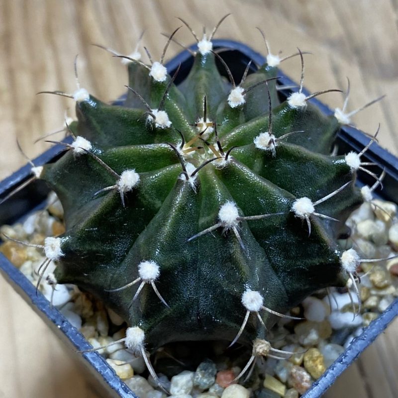 SH26293 Gymnocalycium mihanovichii hybrid, seedling