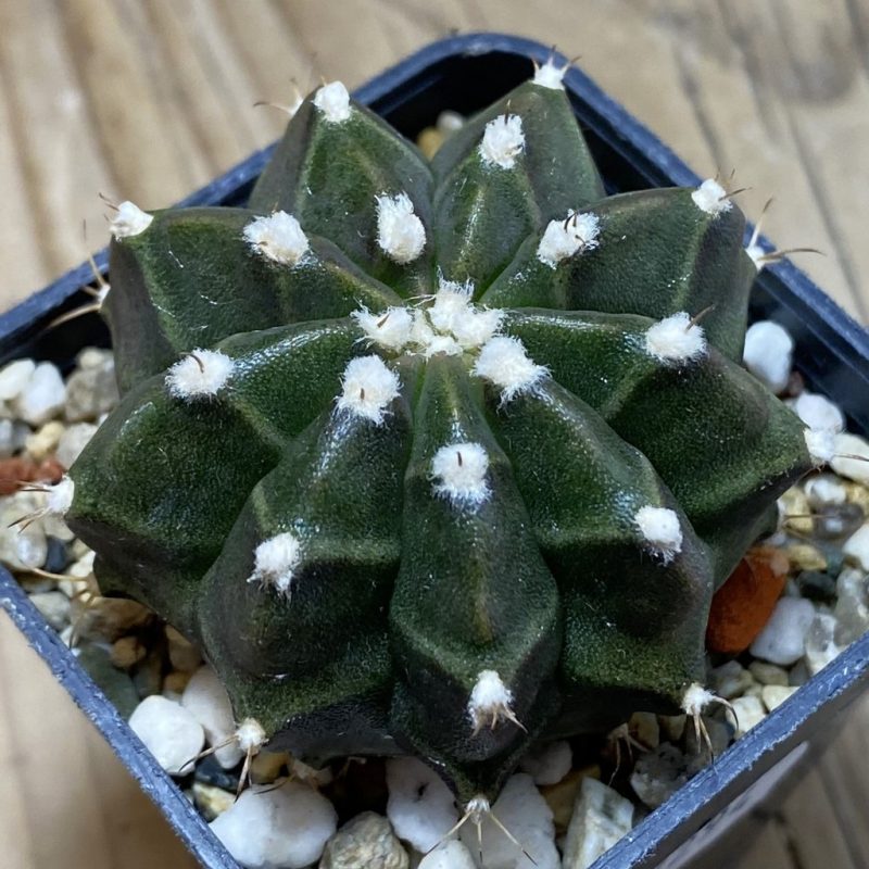 SH26294 Gymnocalycium mihanovichii hybrid, seedling
