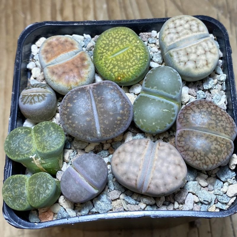 SH26330 Lithops mix