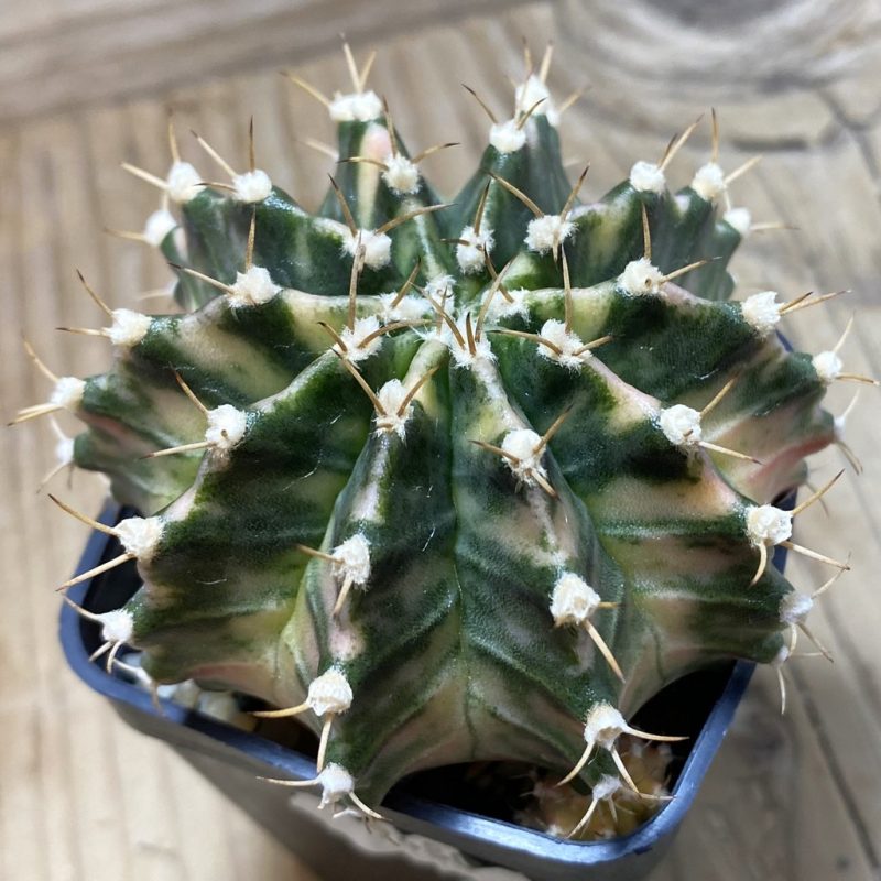 SH9480 Gymnocalycium mihanovichii 'Fantasia'