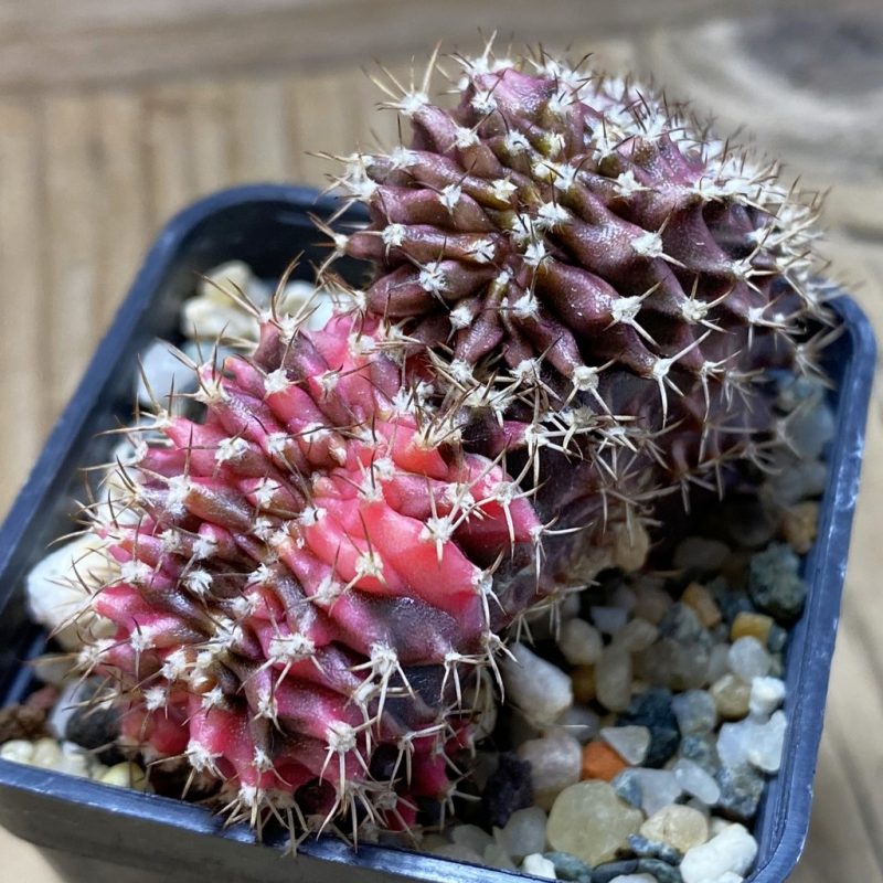 SH9040 Gymnocalycium mihanovichii f. variegata cristata