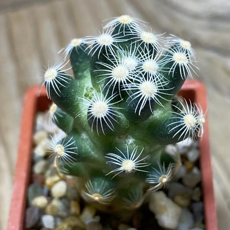 SH9837 Mammillaria saboae v. roczekii