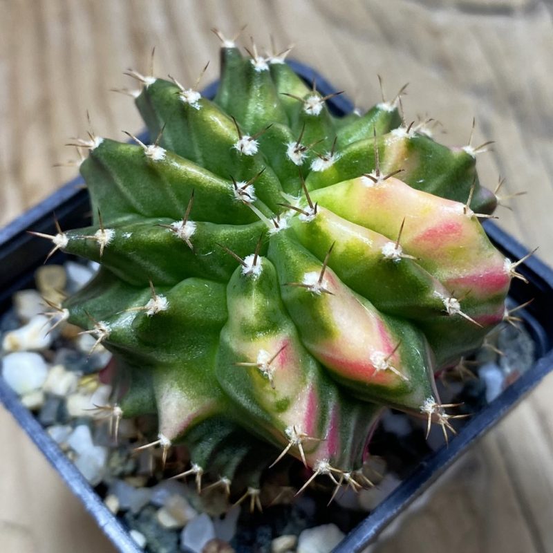 SH10634 Gymnocalycium mihanovichii variegata f. cristata
