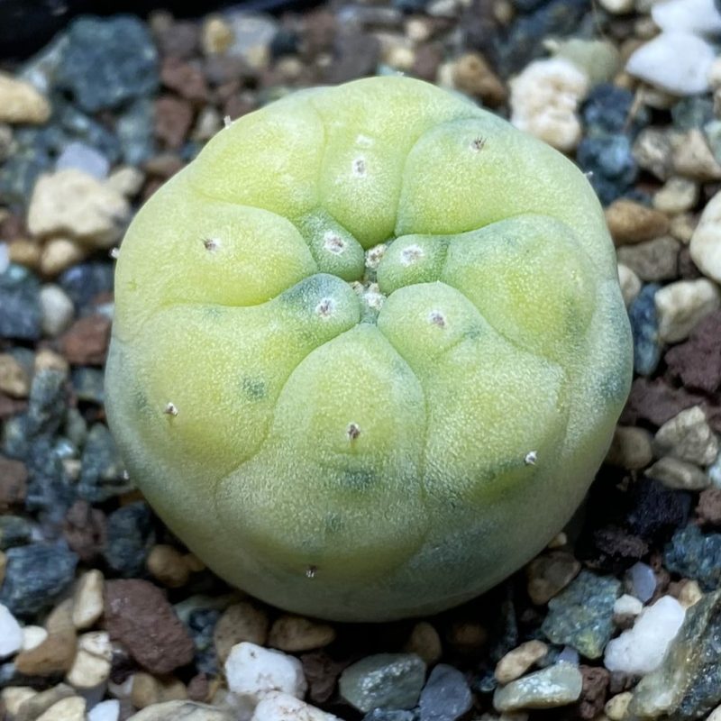 SH24043 Anhalonium frichii f. variegata