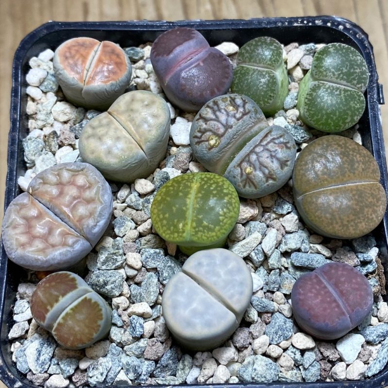 SH26331 Lithops mix
