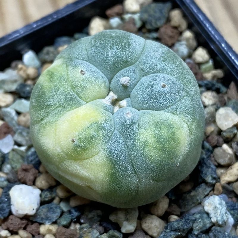 SH23733 Anhalonium frichii f. variegata