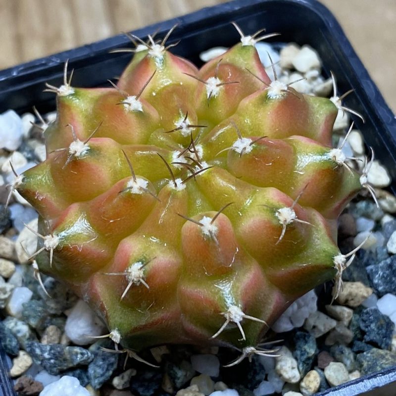 SH22648 Gymnocalycium mihanovichii ‘Neon’ hybrid