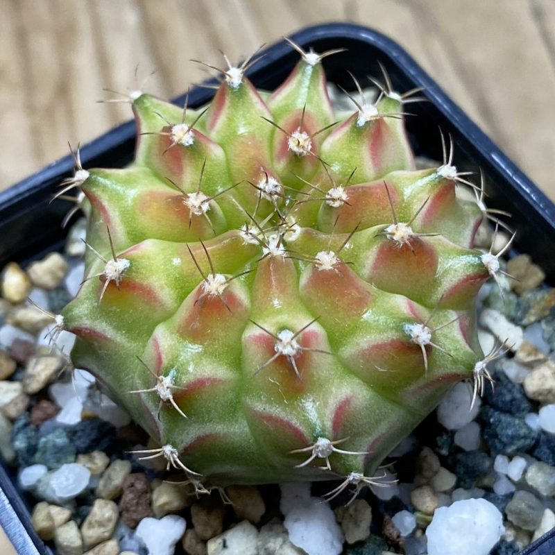 SH22500 Gymnocalycium mihanovichii ‘Neon’ hybrid