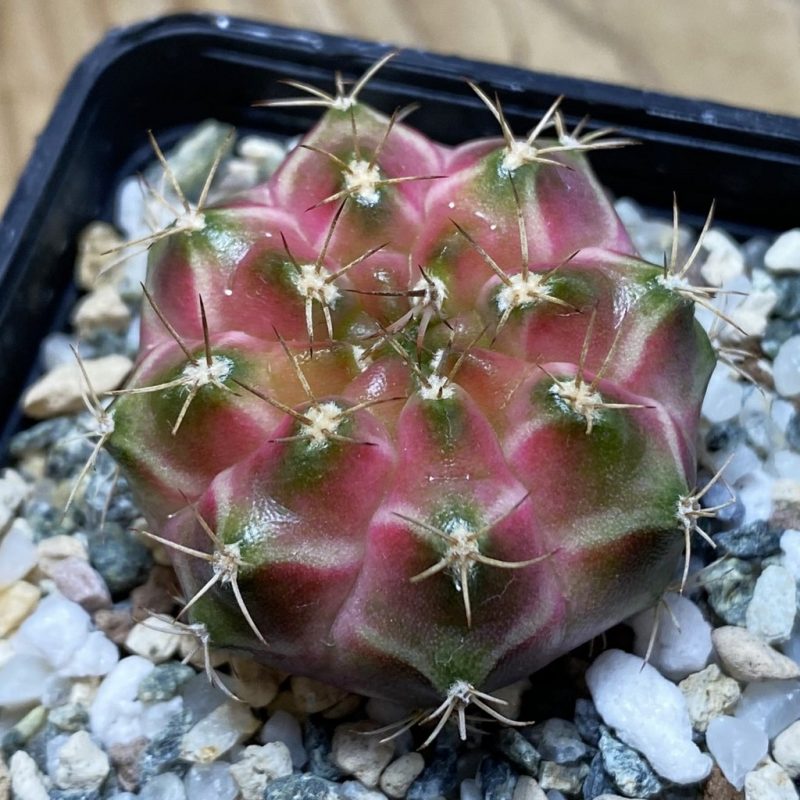 SH23040 Gymnocalycium mihanovichii ‘Neon’ hybrid