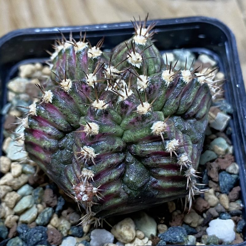 SH24448 Gymnocalycium mihanovichii ‘T-Rex’, 6-ribs