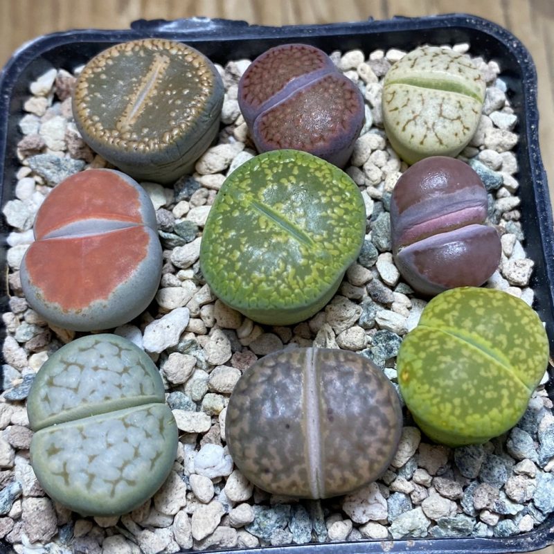 SH26332 Lithops mix