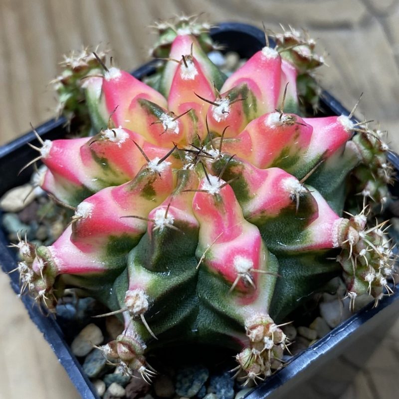 SH23981 Gymnocalycium mihanovichii ‘Multicolor’
