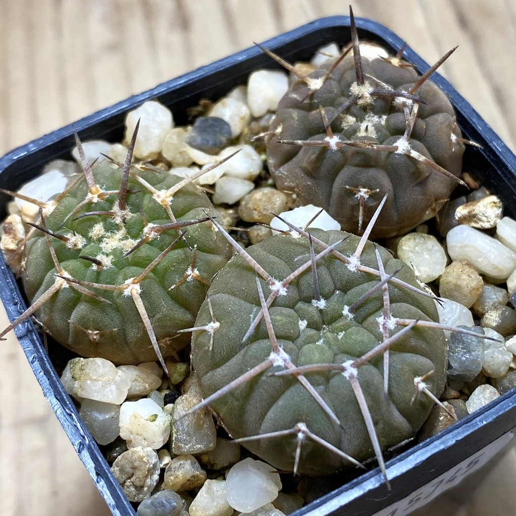 SH15745 Gymnocalycium bodenbenderianum v. sanjuanense, 3 plants