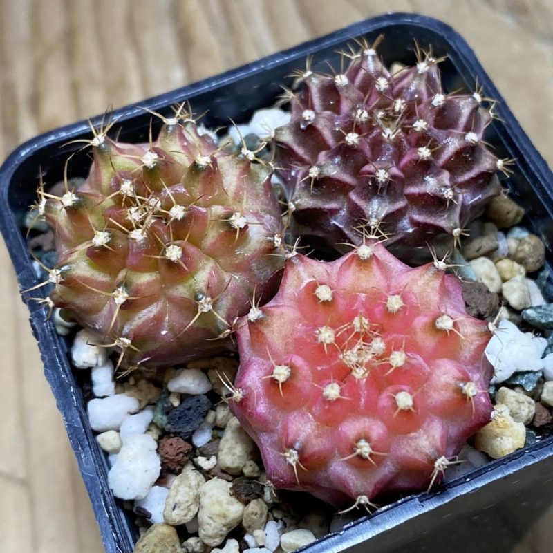 SH23675 Gymnocalycium mihanovichii 'Neon', seedling mix