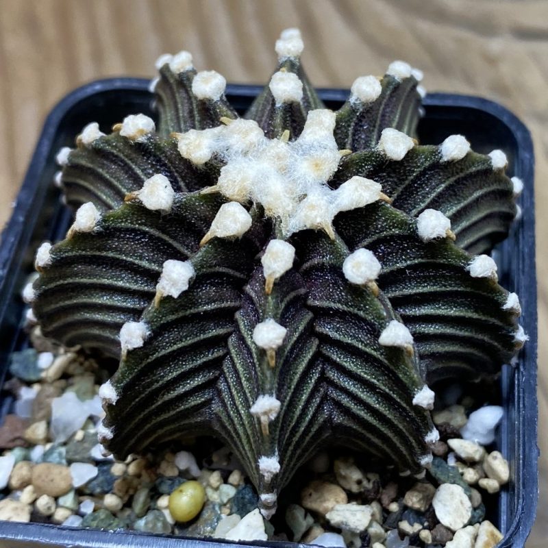 SH21719 Gymnocalycium friedrichii VOS1241