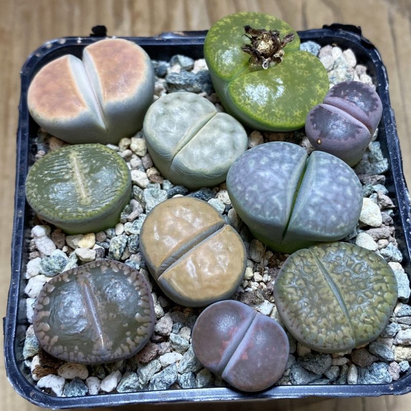 SH26333 Lithops mix