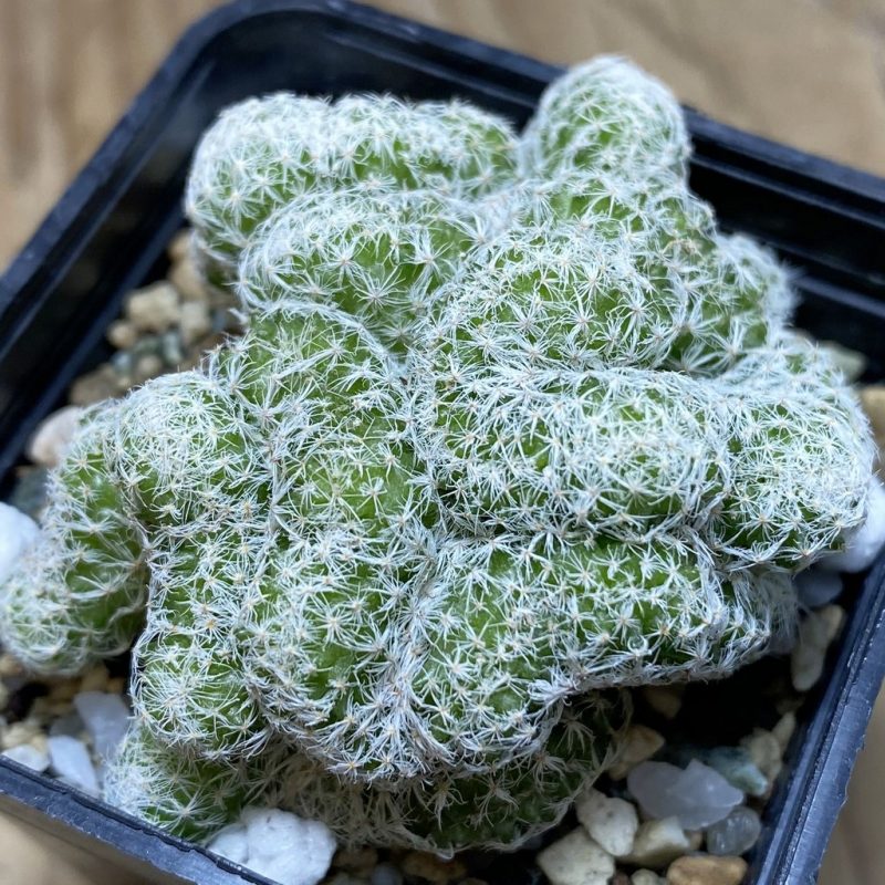 SH21941 Mammillaria humboldtii f. cristata