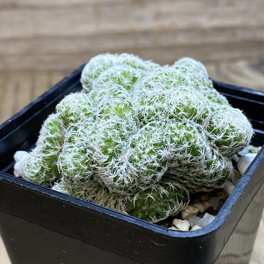 SH21941 Mammillaria humboldtii f. cristata - Image 2