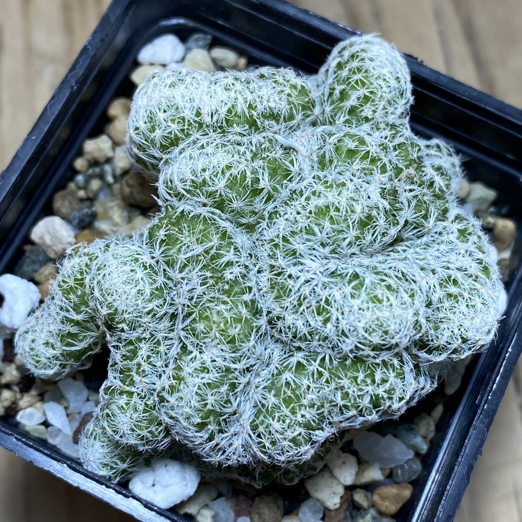 SH21941 Mammillaria humboldtii f. cristata - Image 3