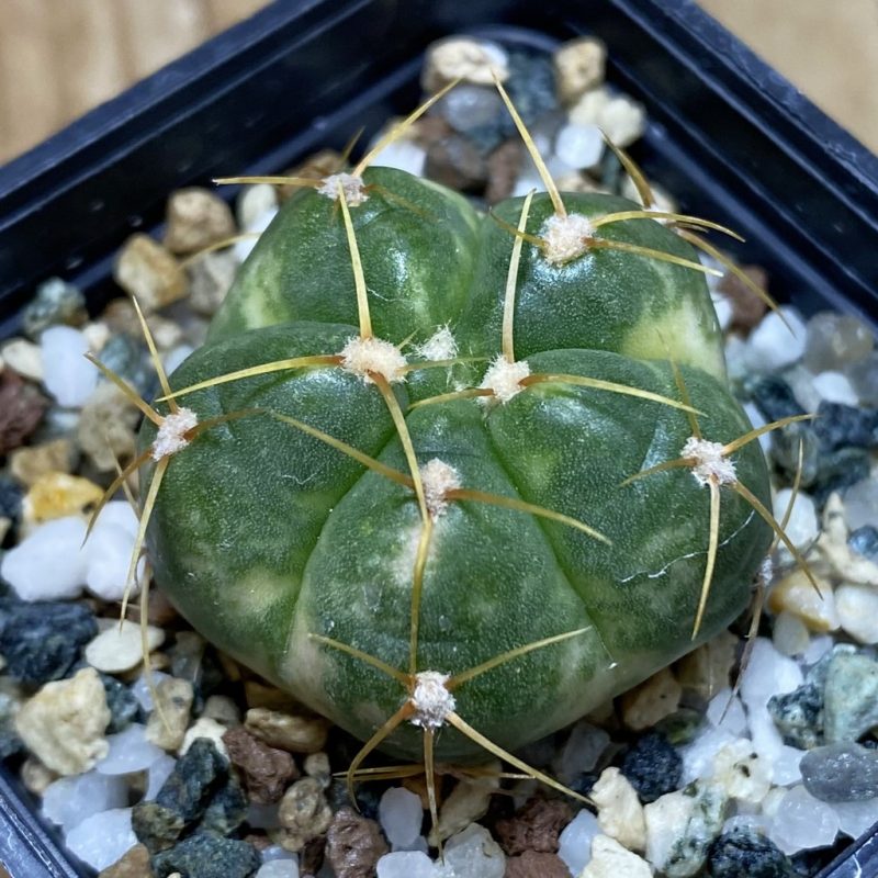 SH20826 Gymnocalycium horstii f. variegata