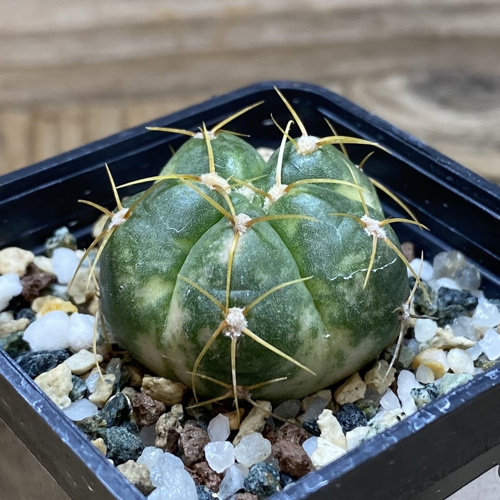 SH20826 Gymnocalycium horstii f. variegata - Image 2