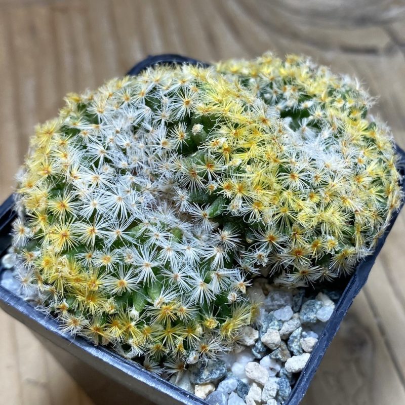 SH20464 Mammillaria schiedeana f. cristata