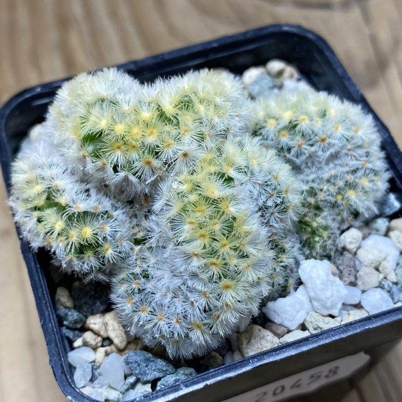 SH20458 Mammillaria carmenae f. cristata