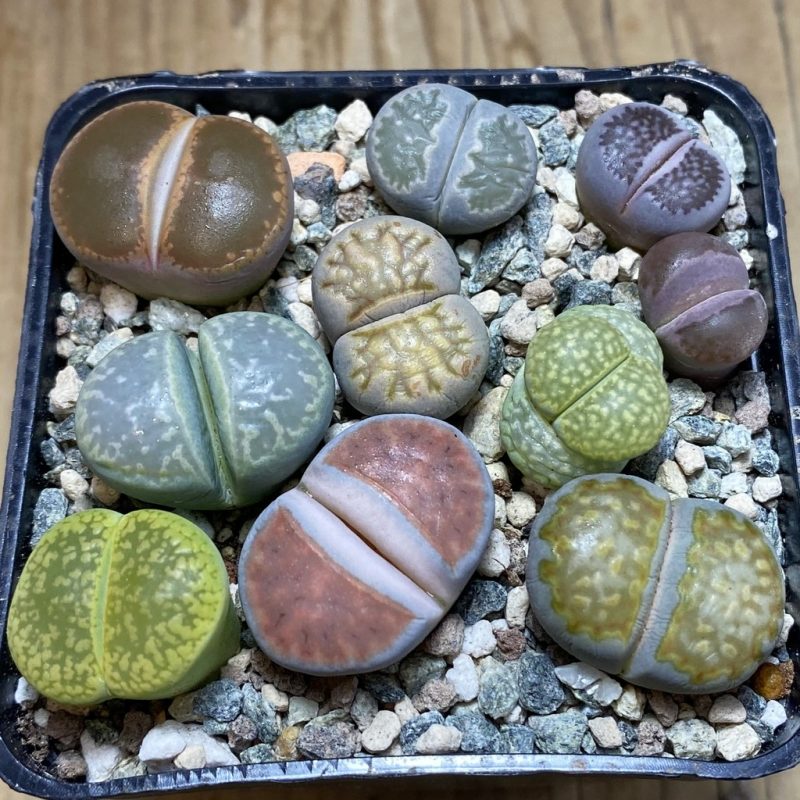 SH26334 Lithops mix