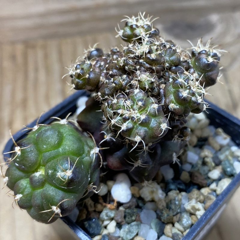 SH20181 Gymnocalycium mihanovichii ‘Cauliflower Coral’