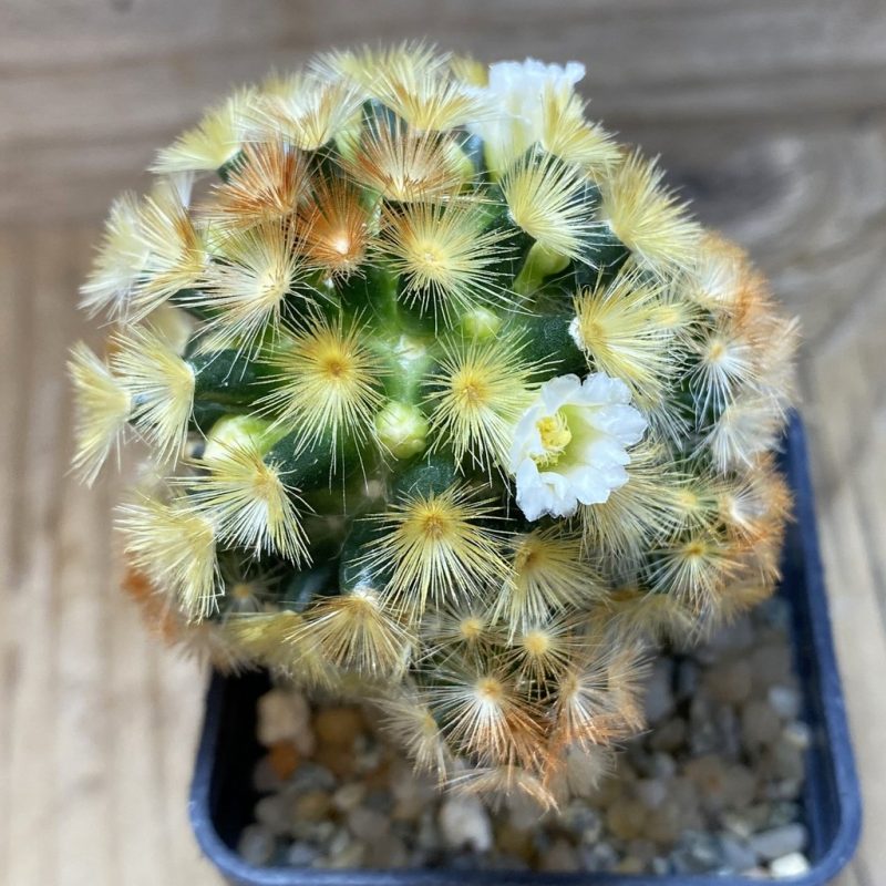 SH20814 Mammillaria carmenae ‘Buddha’ hybrid, seedling