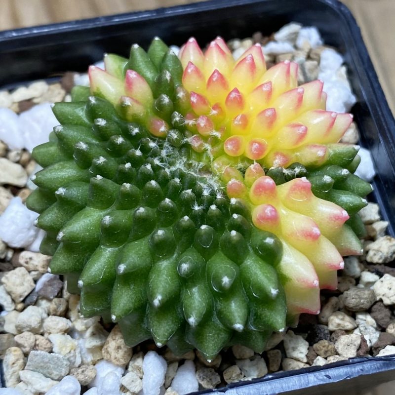 SH19568 Gymnocalycium mihanovichii ‘inermis’ f. cristata variegata
