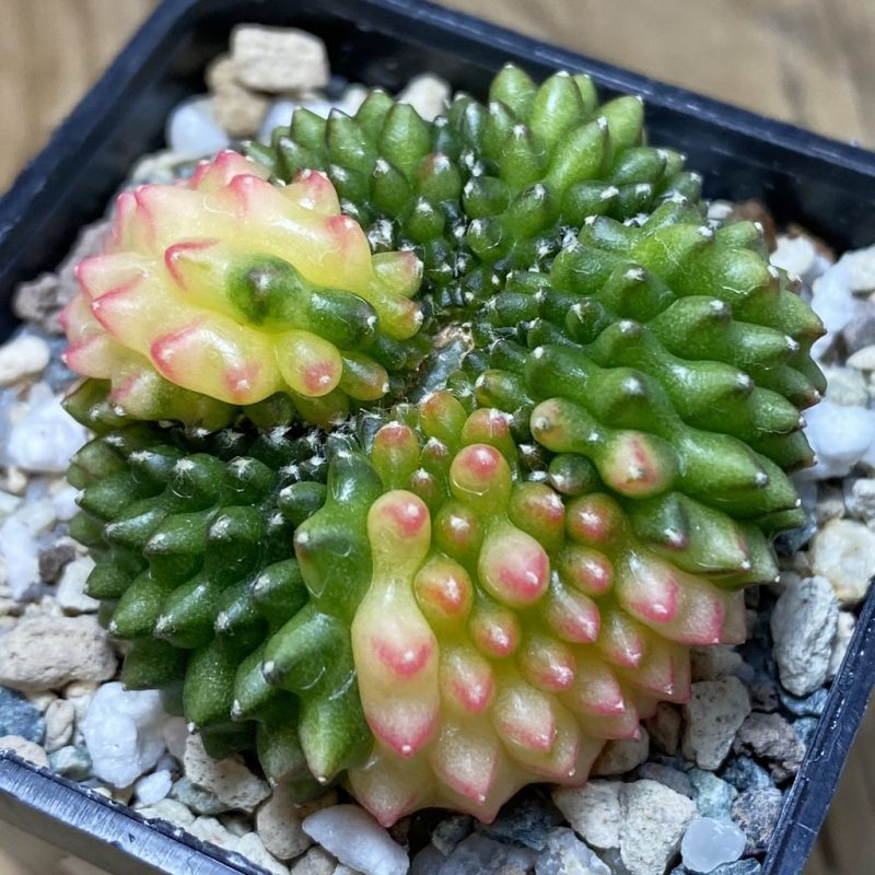 SH20837 Gymnocalycium mihanovichii ‘inermis’ f. variegata
