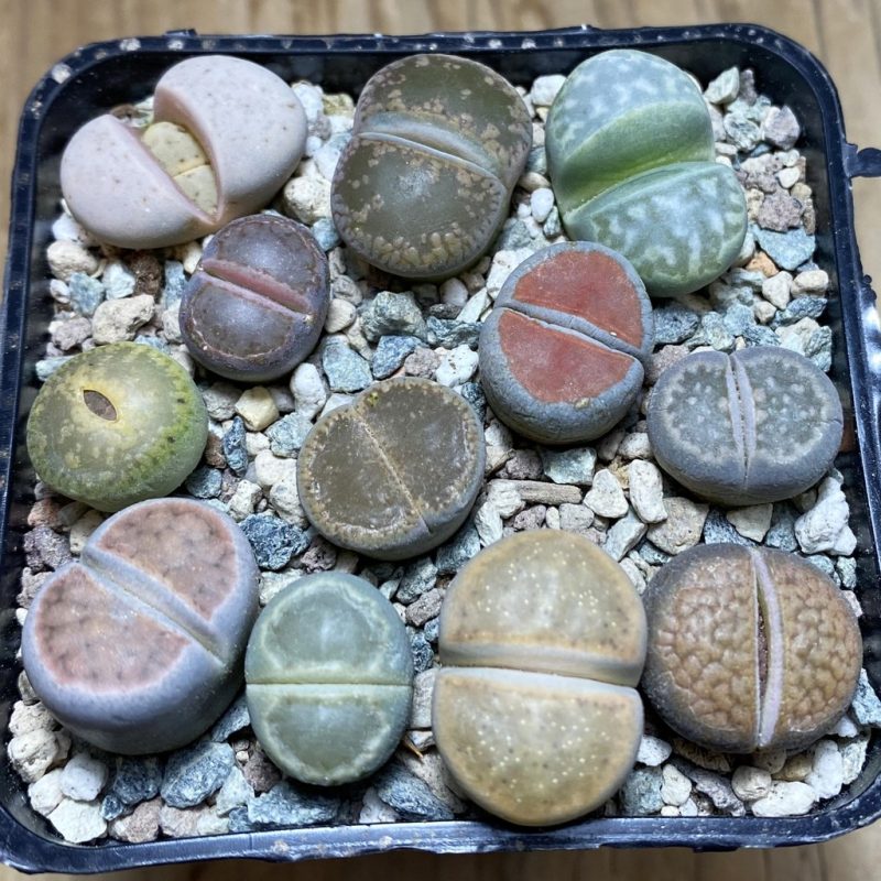 SH26326 Lithops mix