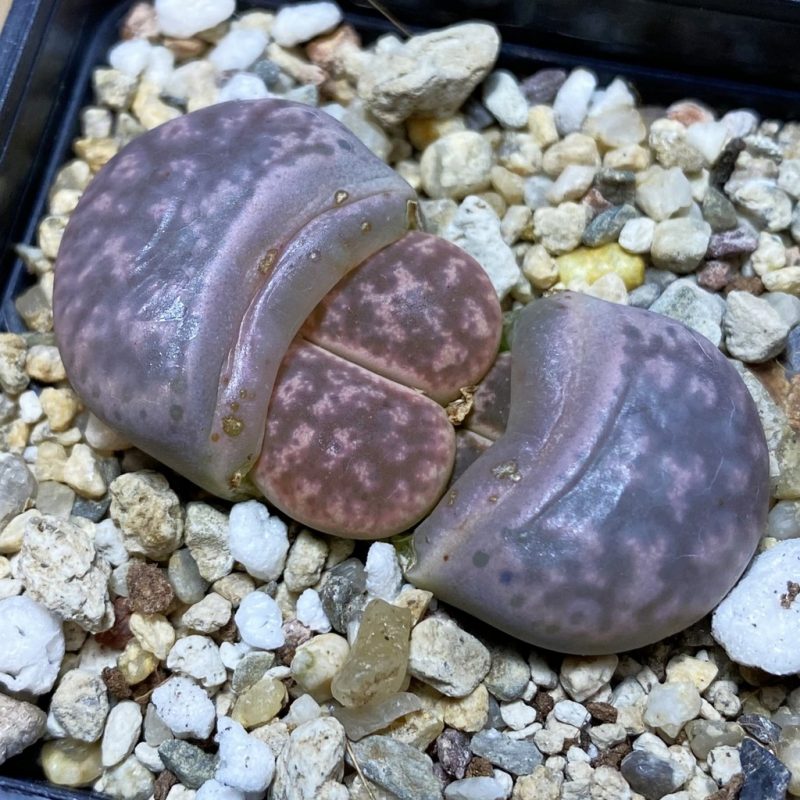 SH26335 Lithops gesinae, Pink form