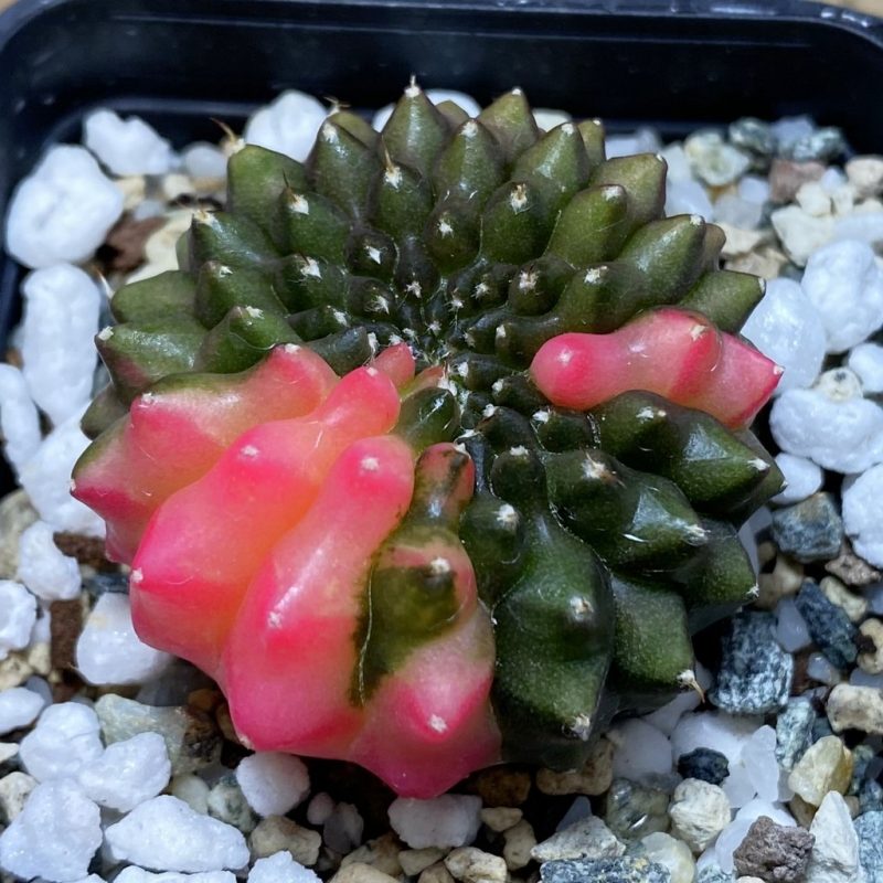 SH21040 Gymnocalycium mihanovichii ‘inermis’ f. variegata