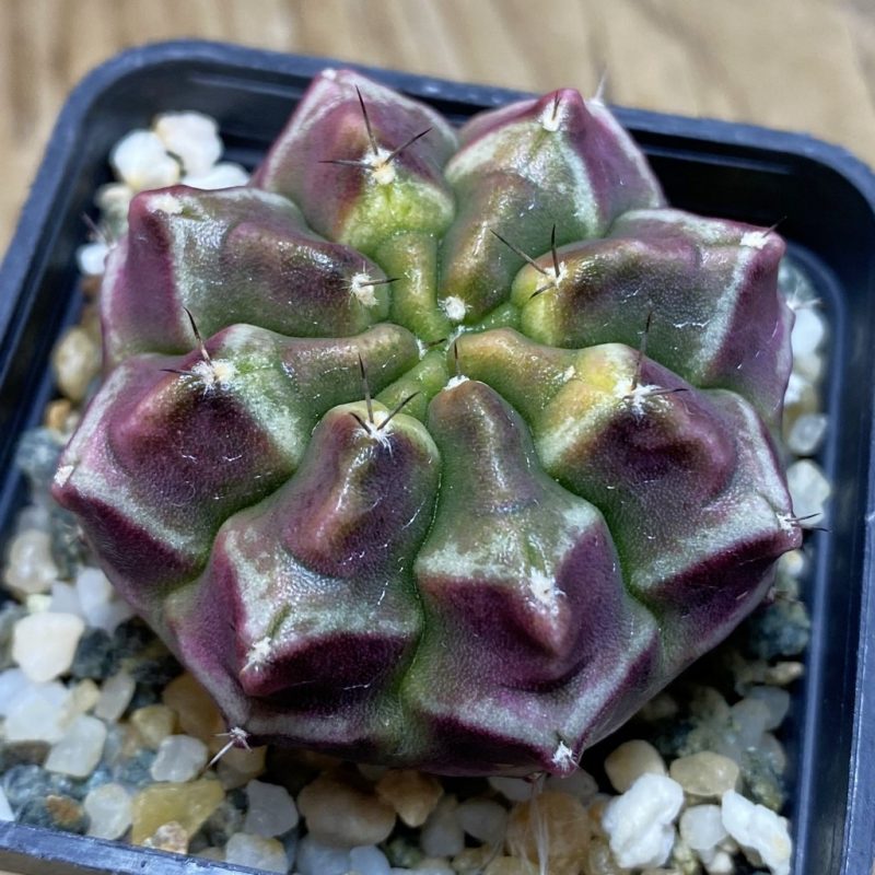 SH22227 Gymnocalycium mihanovichii 'Day Dream', seedling