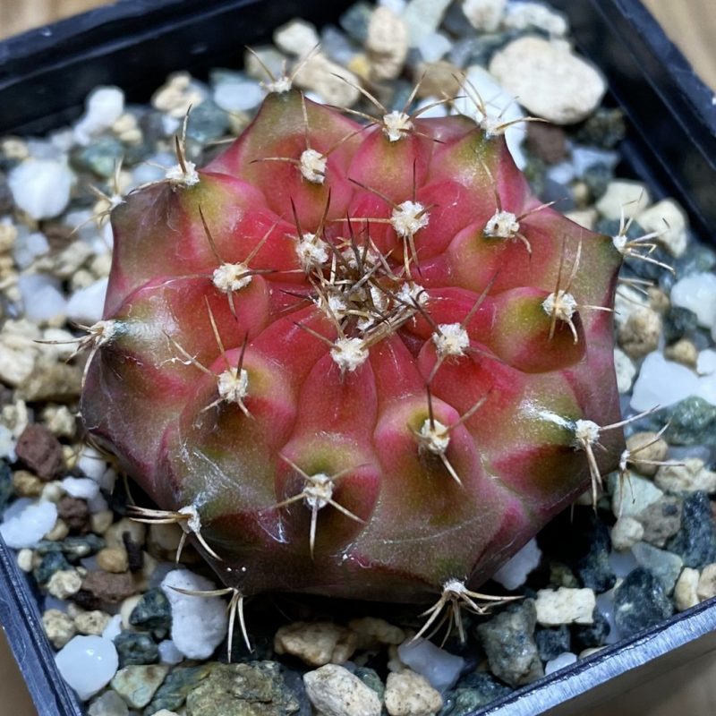 SH21954 Gymnocalycium mihanovichii ‘Neon’ hybrid