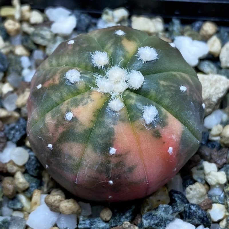SH20167 Astrophytum asterias ‘Red Purple Skin’ f. variegata