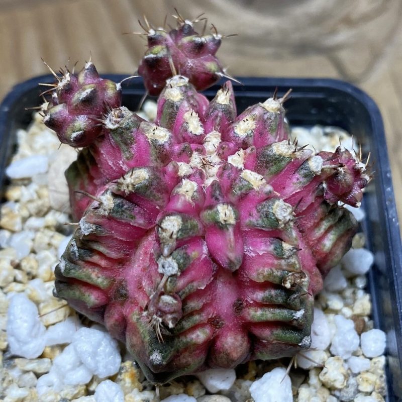 SH19413 Gymnocalycium mihanovichii ‘T-Lux’ x 'T-Rex'