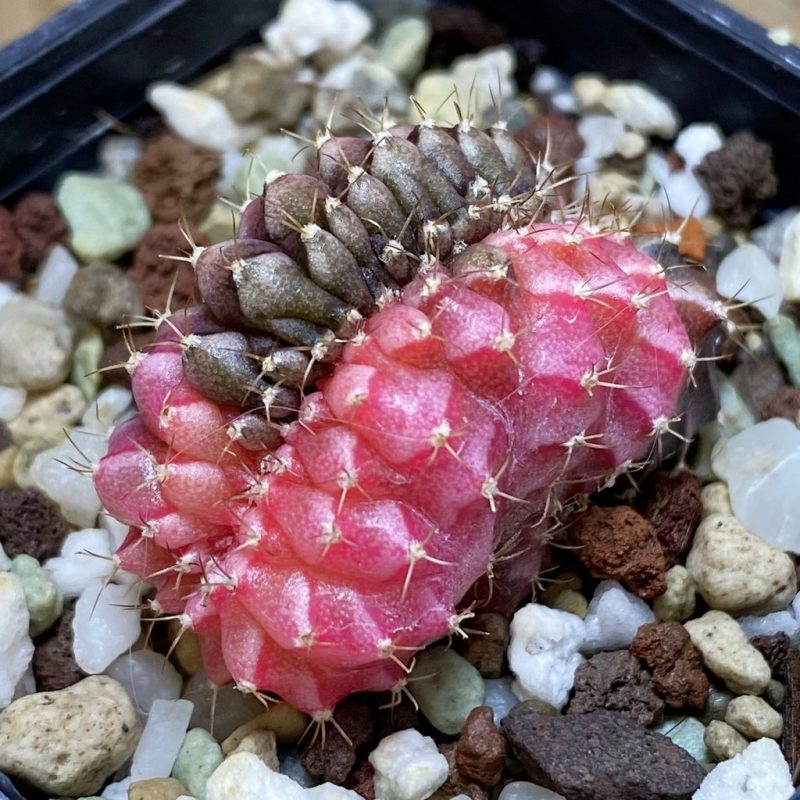 SH21489 Gymnocalycium mihanovichii variegata f. cristata