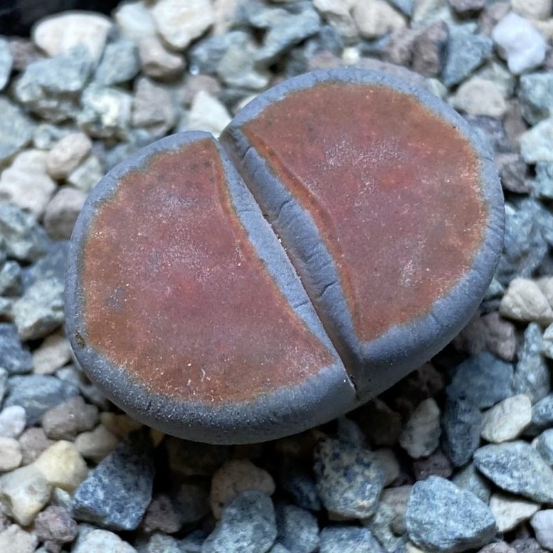 SH26336 Lithops karasmontana 'Top Red'
