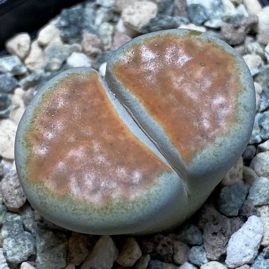 SH26337 Lithops karasmontana 'Top Red'